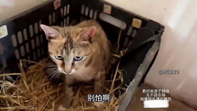 盘点全网公认最聪明的猫,聪明又懂人话,500万人的梦中情猫