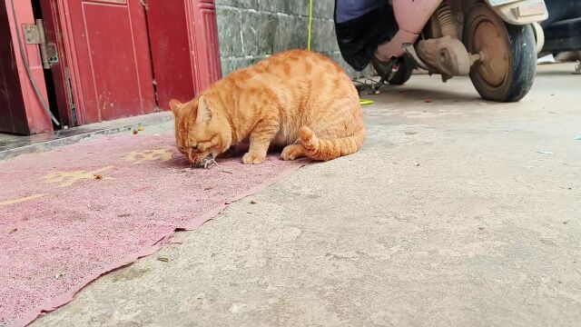 震惊,光天化日之下橘猪竟然对鼠鼠做这种事