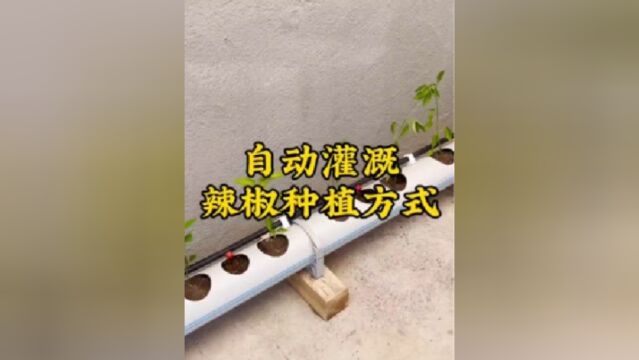 如此独特的自动灌溉种植系统你见过吗?果然高手都是在民间.