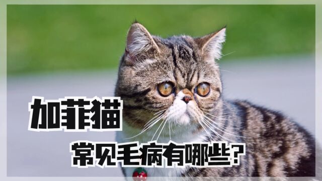 想养加菲猫?我建议看完这个视频再做决定!