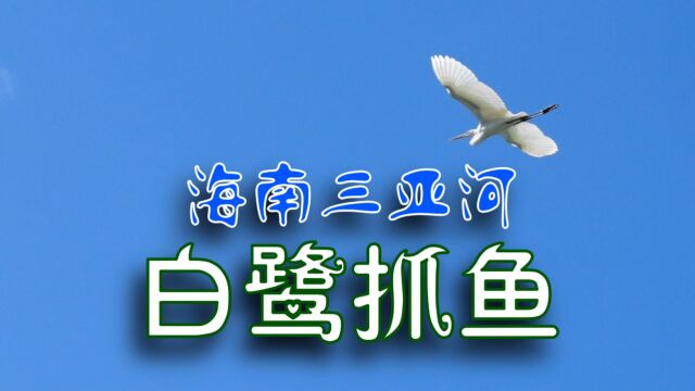 白鹭抓鱼的精彩镜头,近日抓拍于海南三亚河畔