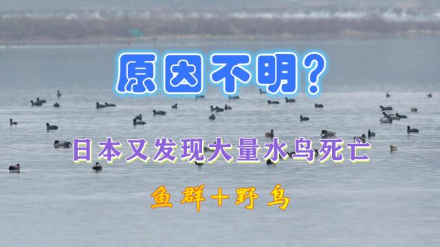 核污染水来了?继2次鱼群死亡后,日本最大湖泊发现大批水鸟死亡