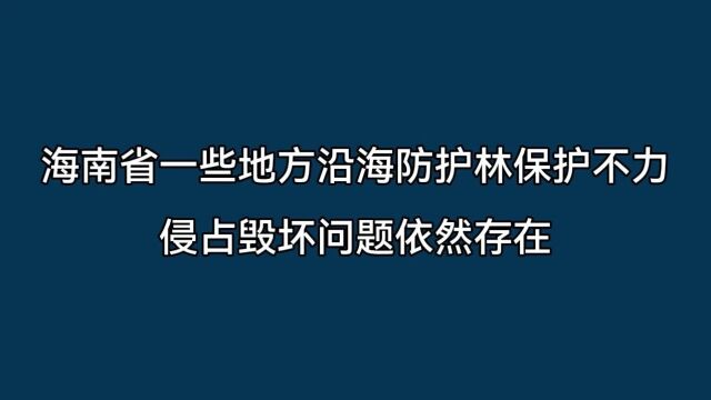 典型案例丨海南省一些地方沿海防护林保护不力 侵占毁坏问题依然存在