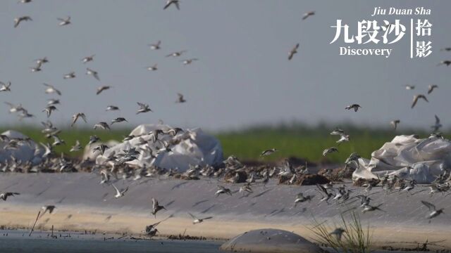 浦东:霞光氤氲,鸟翔鱼跃,一起沉浸体验九段沙的美!