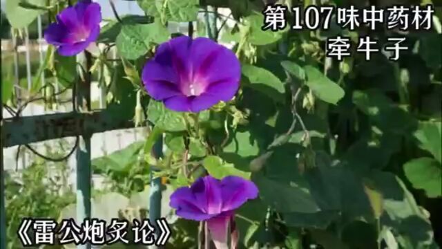 今天介绍的第一百零七味中药材,牵牛子#牵牛子 #中医 #中草药 #中药材 #倪海厦