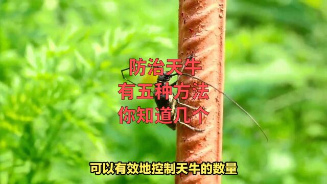 防治天牛,有五种方法,你知道几个?