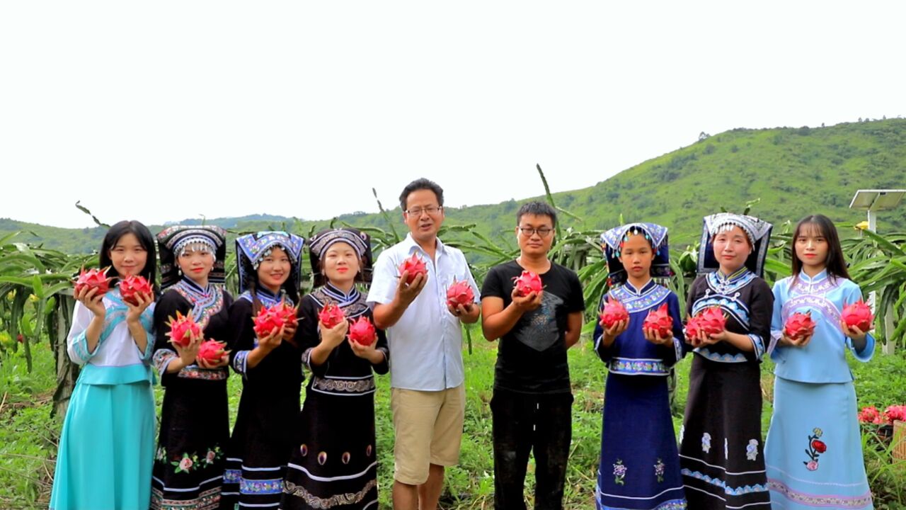 罗甸县布乃村养康火龙果基地邀您来采摘火龙果