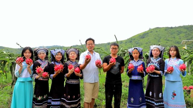 罗甸县布乃村养康火龙果基地邀您来采摘火龙果