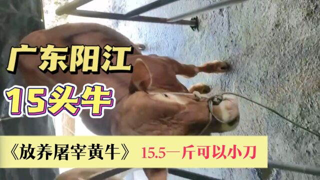 广东阳江15头屠宰黄牛,纯放养原生态饲养,15.5一斤可以小刀