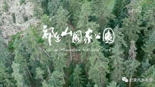 美丽中国|中华名山系列纪录片《祁连山国家公园》