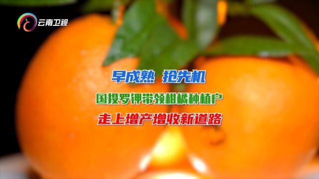 早成熟 抢先机 国投罗钾带领柑橘种植户 走上增产增收新道路