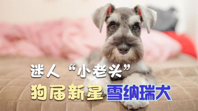 狗狗届倔强的迷人“小老头”——雪纳瑞犬