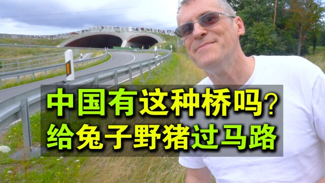 中国有这种桥吗?给兔子和野猪过马路的!