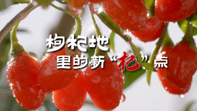 #宁夏新特优 ——枸杞地里的新“杞”点