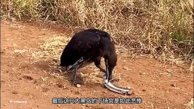 大黑鸟抓住了一条淡水花纹鳗野生动物零距离