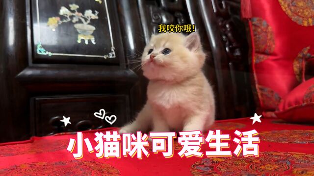 小猫咪天下第一可爱!