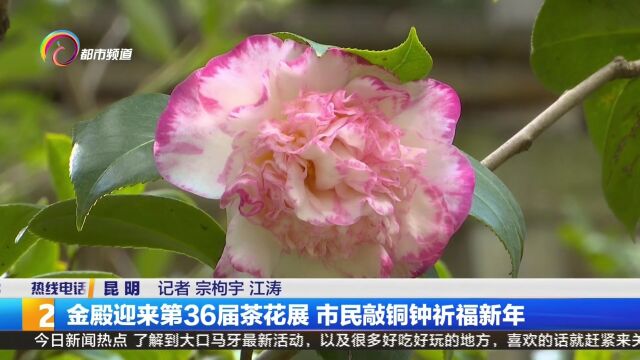 金殿迎来第36届茶花展 市民敲铜钟祈福新年