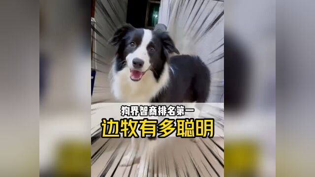 边牧的智商有多高