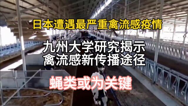 日本遭遇最严重禽流感疫情,研究禽流感新传播途径:蝇类或为关键