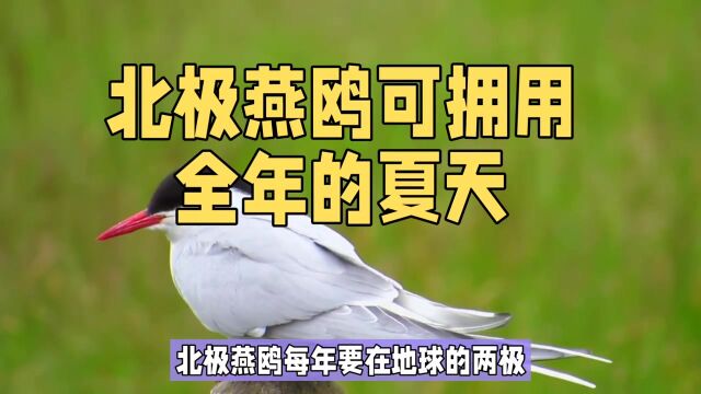 北极燕鸥:跨越两极的英勇之鸟