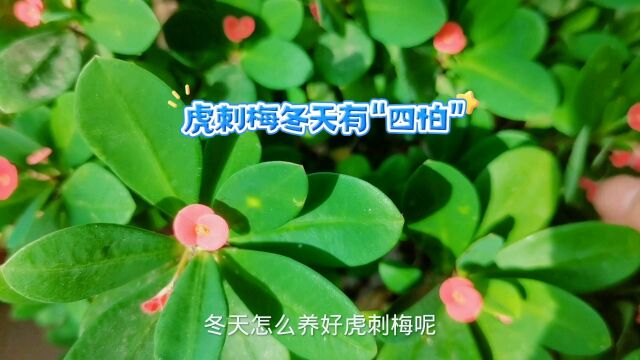 虎刺梅冬天有“四怕”,不注意容易烂根黄叶