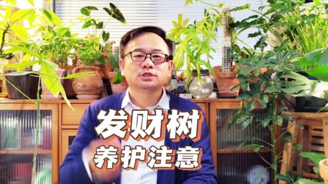 家养发财树,注意5件事,一个坏习惯要改掉