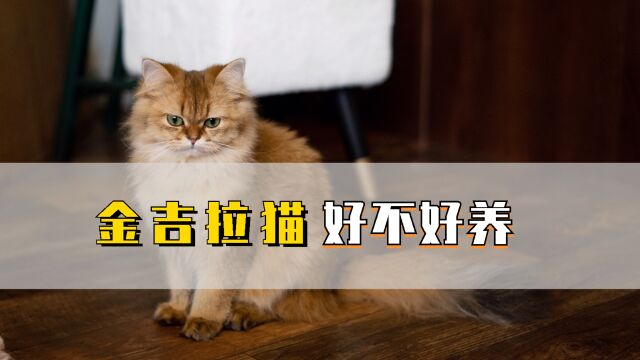 金吉拉猫好不好养?这几点是答案!