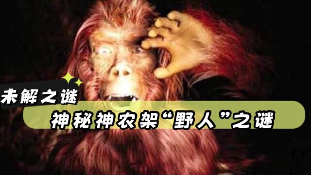 未解之谜:神秘神农架野人,全身毛发的神秘生物究竟是什么?