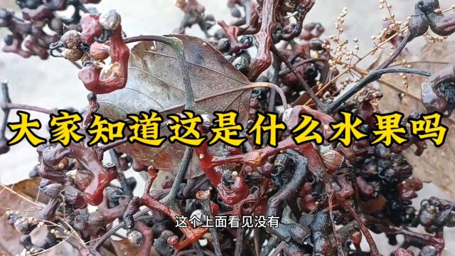 大家知道这是什么水果吗