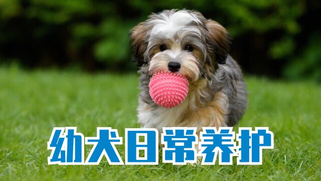 幼犬日常养护