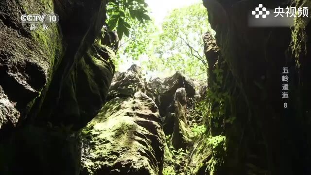 拍摄组踏上寻找热泉的旅程,漫步山林,处处透露着生机