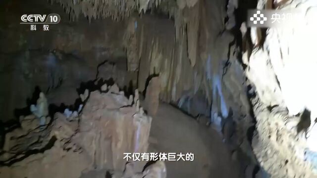 本已为没路了,谁知队长又发现了一处没水的岔路,只能继续探索