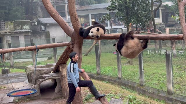 可:再高都不怕,外公肯定会接我#大熊猫渝可渝爱 #一方水土养一方熊猫 #重庆动物园