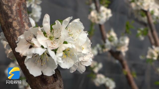 临朐:樱桃花开满枝头 芳菲一片迷人眼