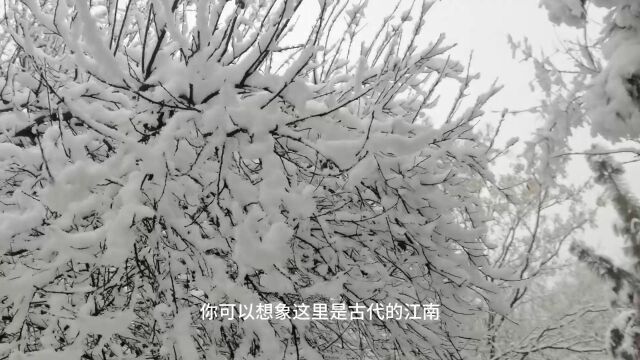 扈学秋散文:一场雪,运河倒回千年前,聊城成了童话世界