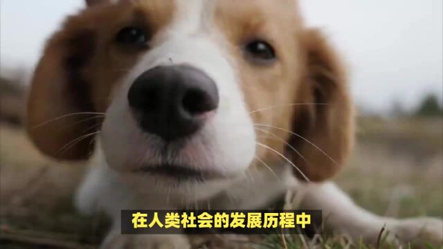 护卫犬的前十名排行榜