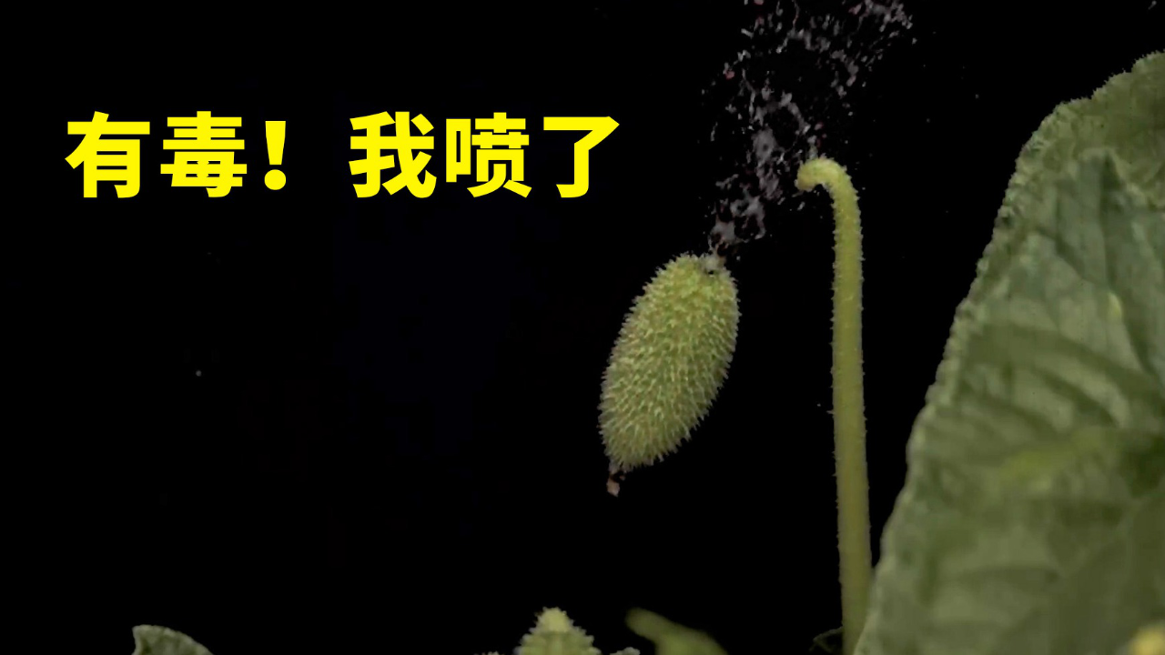 20240128哦我要喷了有毒的喷射战士喷瓜