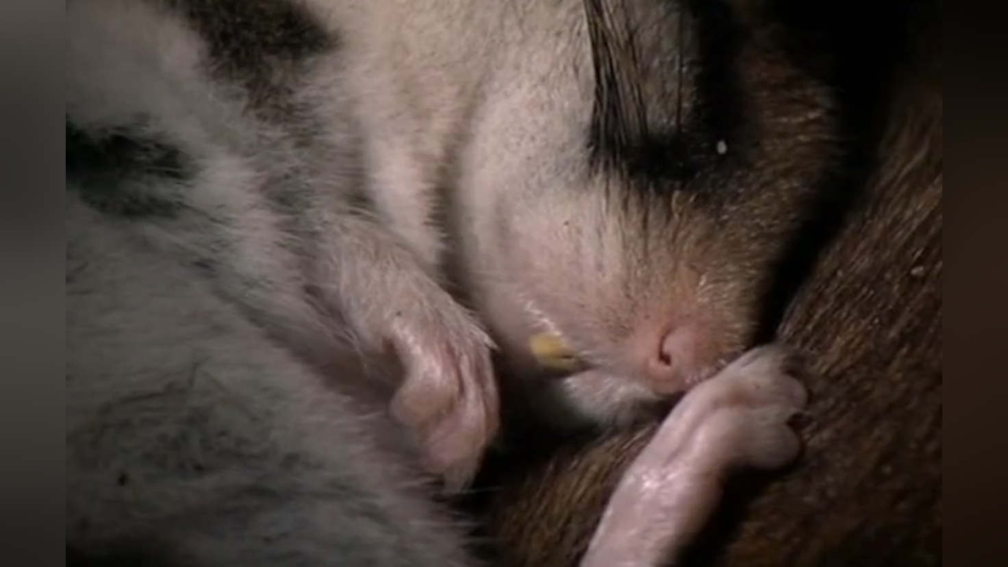 仓鼠冬眠的样子图片
