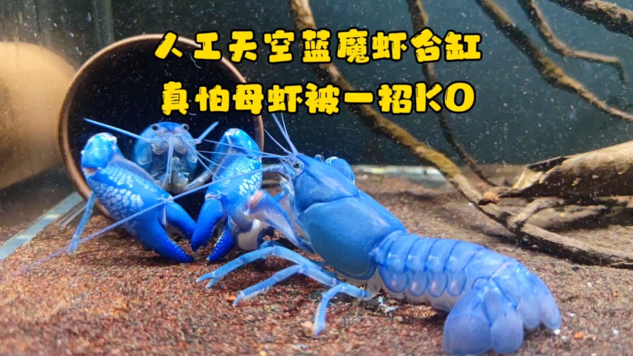 人工天空蓝魔虾合缸,真怕母虾被一招ko