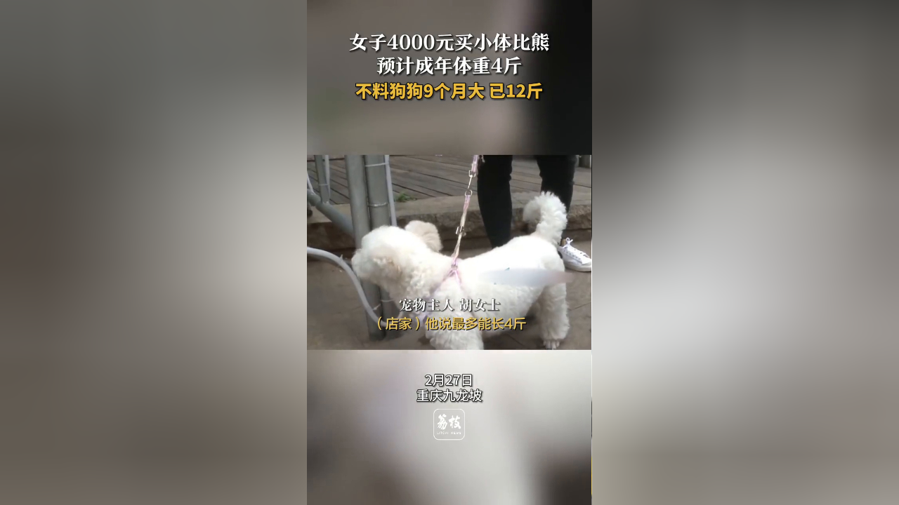 女子4000元买小体比熊 预计成年体重4斤结果9个月已12斤