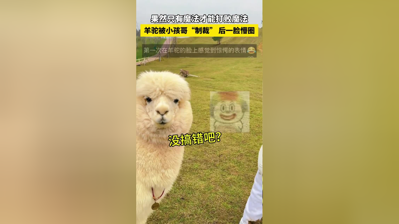来自小孩哥的反击…羊驼:你礼貌吗
