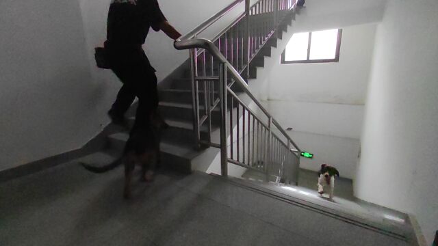 大赛在即,八依,辛巴,麦克斯……犬力爆表,"熊猫"