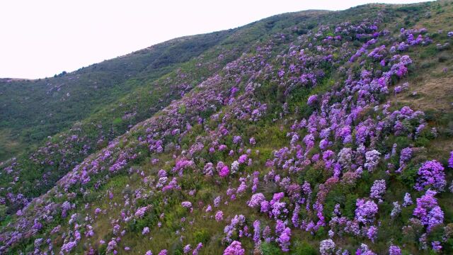 美好生活在云南巧家大富村千亩杜鹃花盛开斑斓了山野丛林