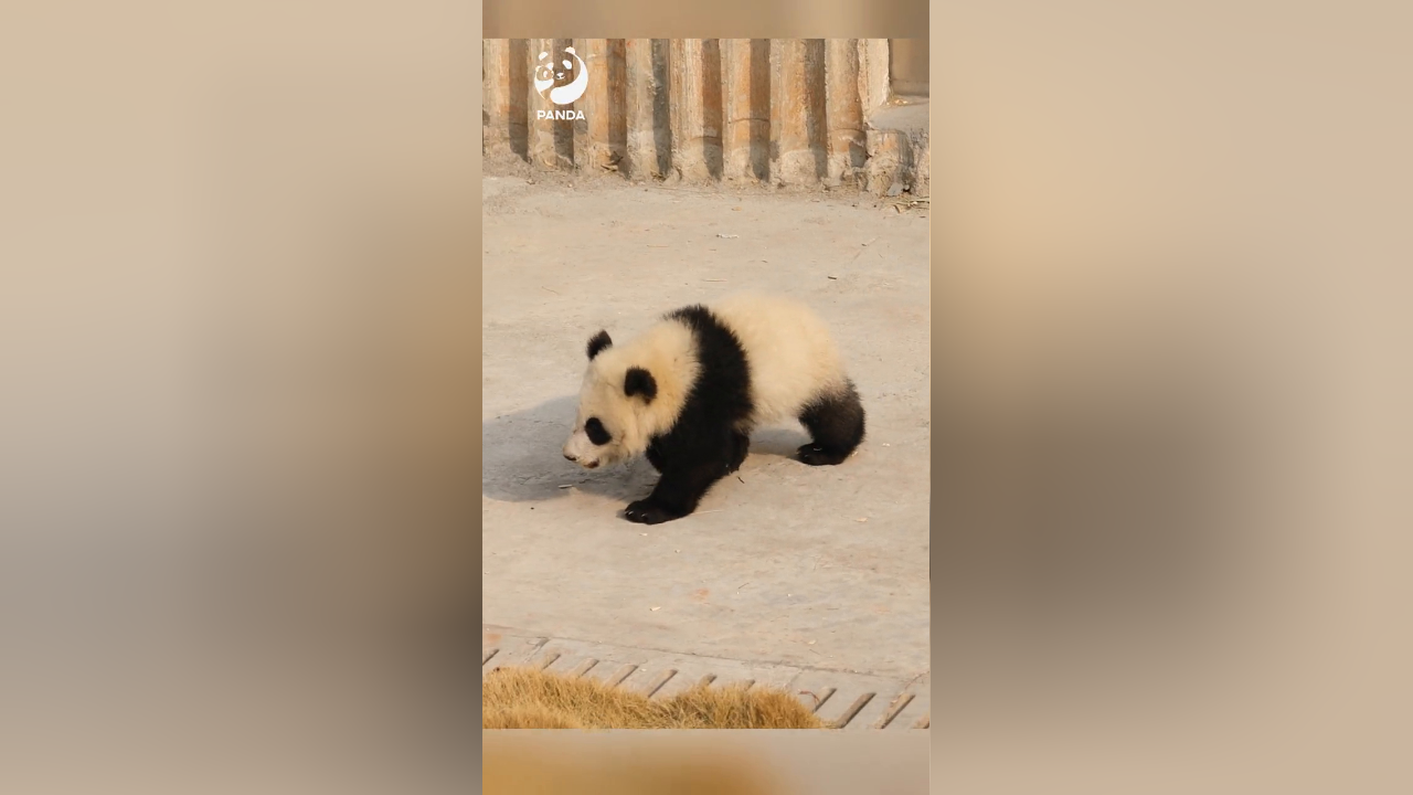 熊猫小知识:大熊猫内八字走路有什么奥秘?
