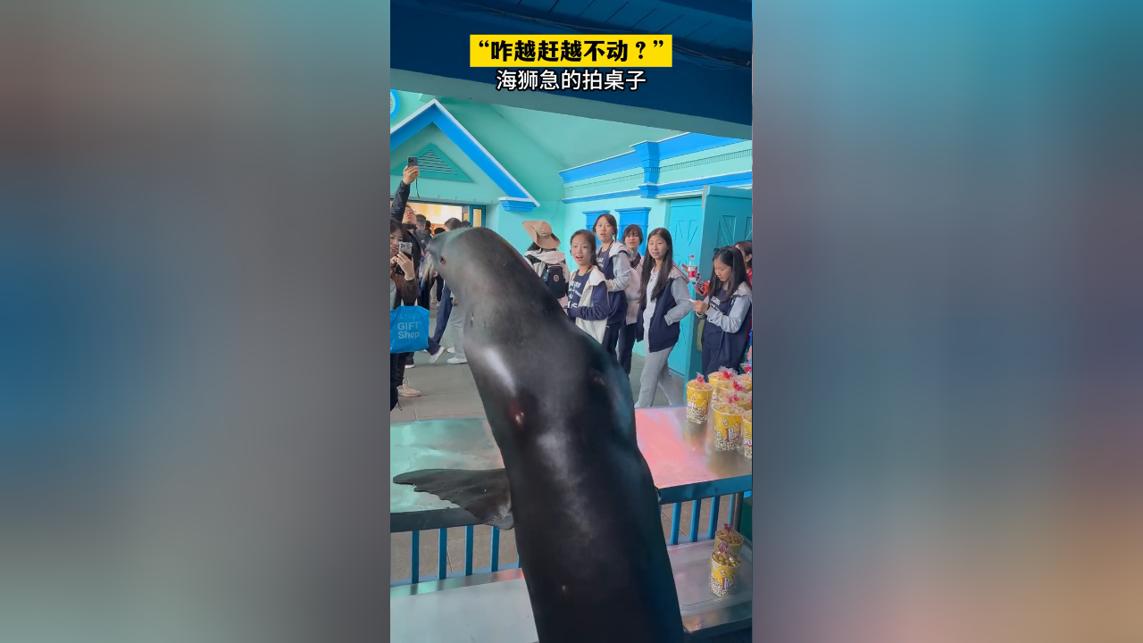 海狮:干着急没用,你们倒是动一动啊