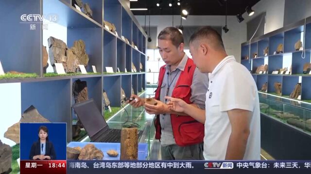 3.1亿年前的木化石群 成了一把打开植物秘密的"钥匙"