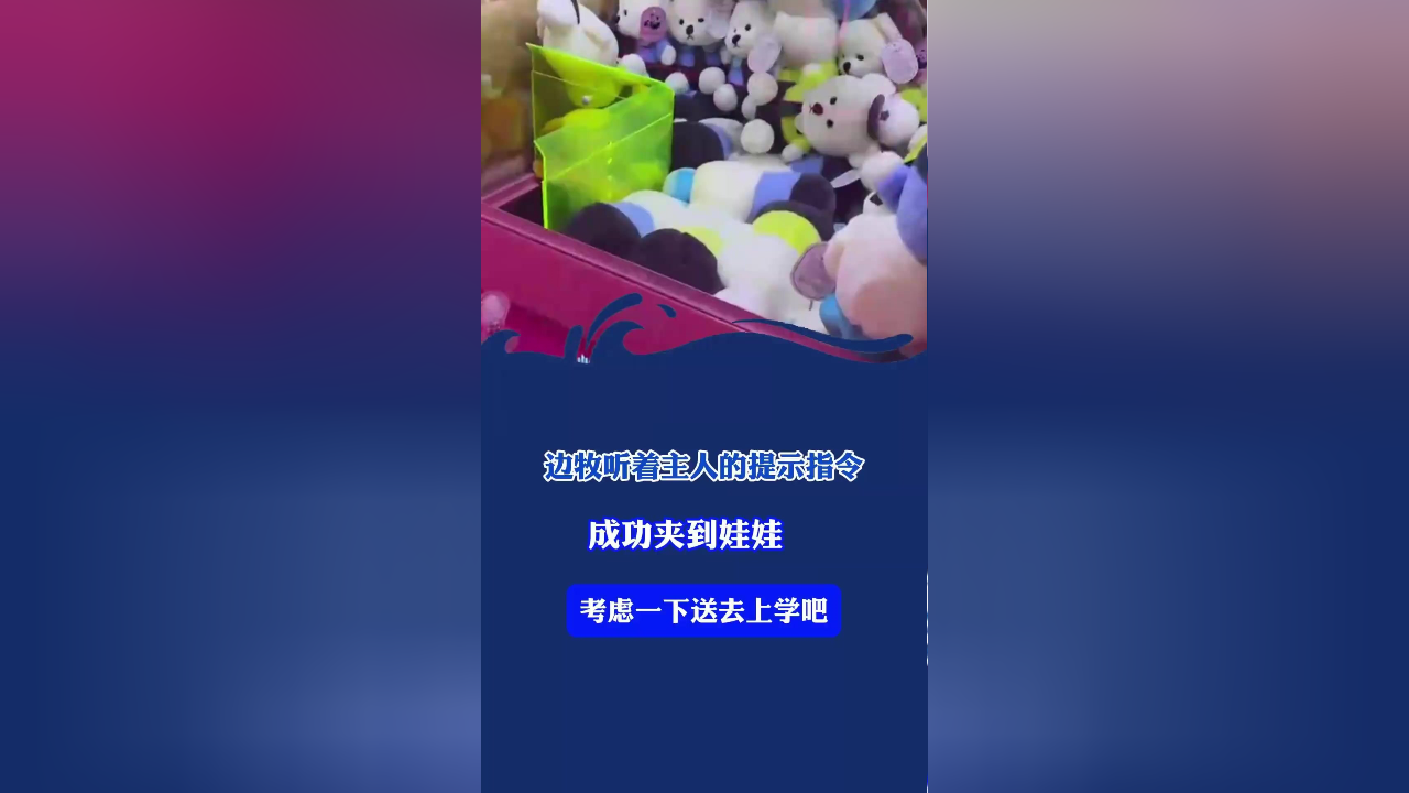 边牧听着主人的提示指令,成功夹到娃娃,考虑一下送去上学吧