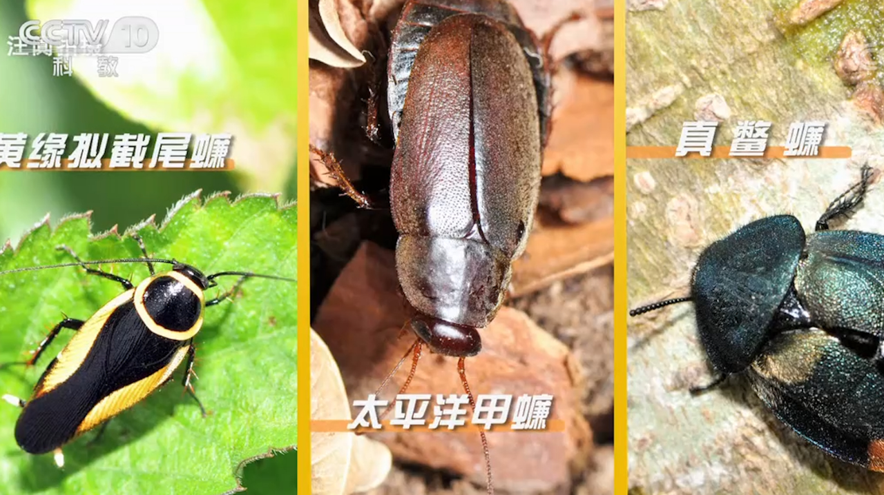 有些蟑螂体色鲜艳,会让人眼前一亮,很多人将他们当宠物饲养