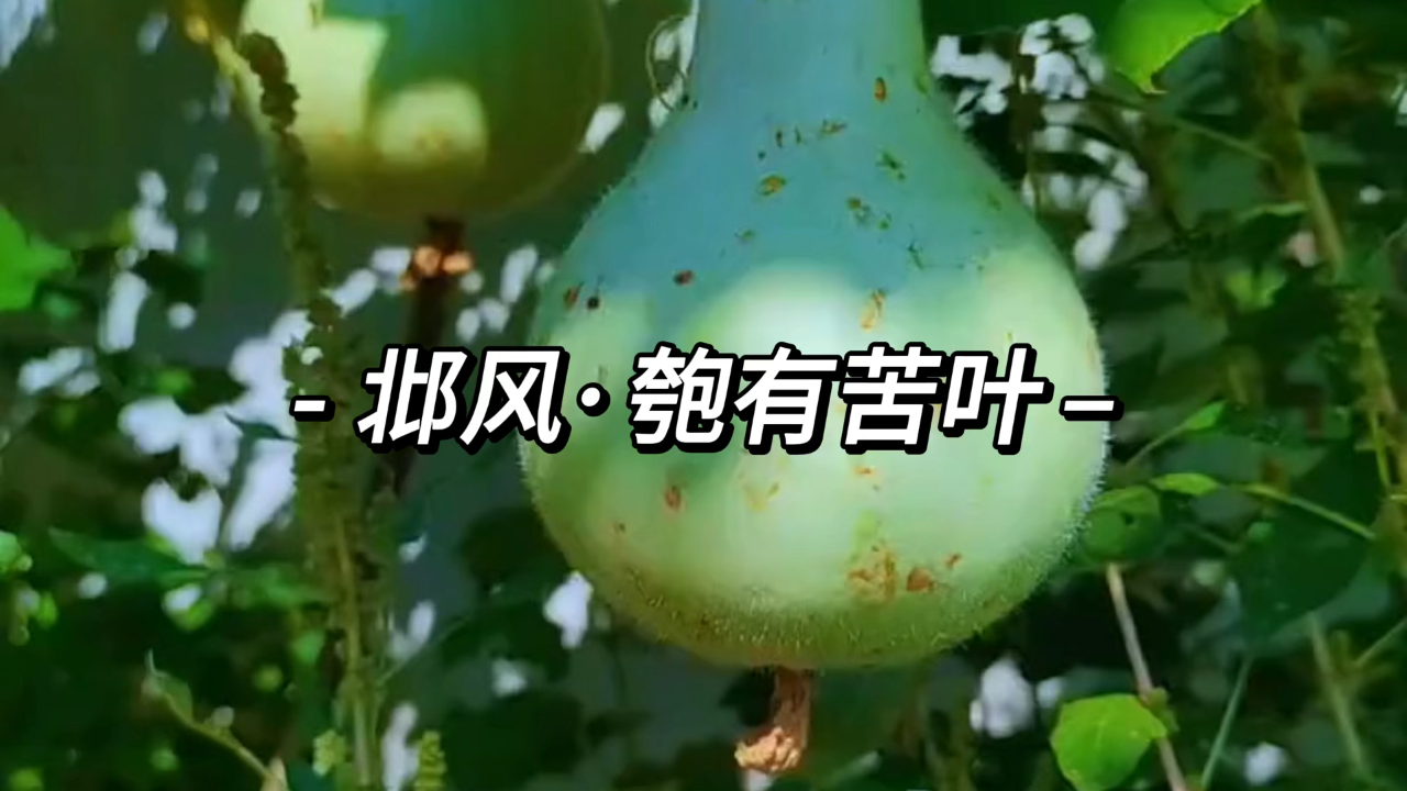 《诗经·邶风·匏有苦叶》朗诵:匏有苦叶,济有深涉