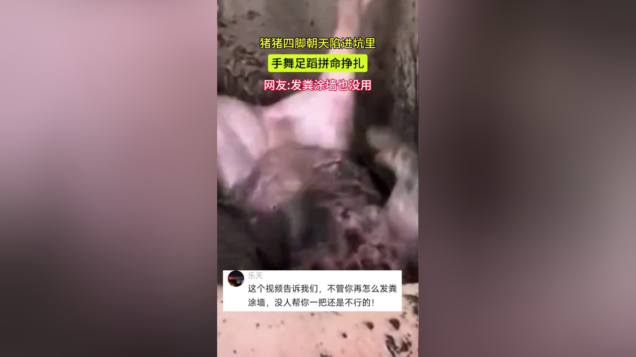 猪猪四脚朝天陷进坑里,手舞足蹈拼命挣扎